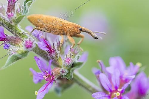 Biosphoto | 2422971 | Weevil (Lixus pulverulentus), close-up of adult on a plant, Campania, Italy | &copy; Saverio Gatto / Biosphoto
