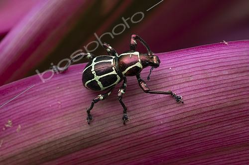 Biosphoto | 2610476 | Weevil (Pachyrhynchus rochaorum), in situ, Mt Banahaw, Luzon, Philippines | &copy; Frank Deschandol & Philippe Sabine / Biosphoto