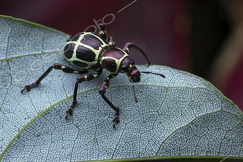 Biosphoto | 2610479 | Weevil (Pachyrhynchus rochaorum) on a leaf, Mt Banahaw, Luzon, Philippines | &copy; Frank Deschandol & Philippe Sabine / Biosphoto