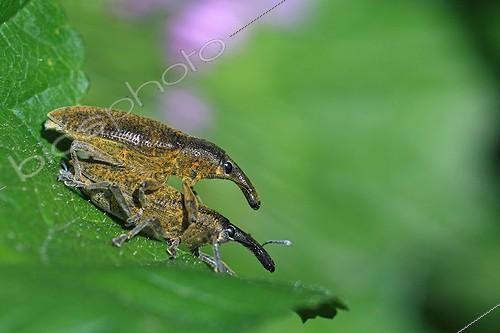 Biosphoto | 563302 | Weevils mating on a leaf France | &copy; Pascal Pittorino / Biosphoto