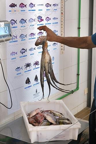 Biosphoto | 2609467 | Weighing an octopus (Octopus vulagris) and freshly caught fish. Fishermen's Guild of El Pris, Nuestra Señora del Carmen. North of Tenerife, Canary Islands. | &copy; Sergio Hanquet / Biosphoto