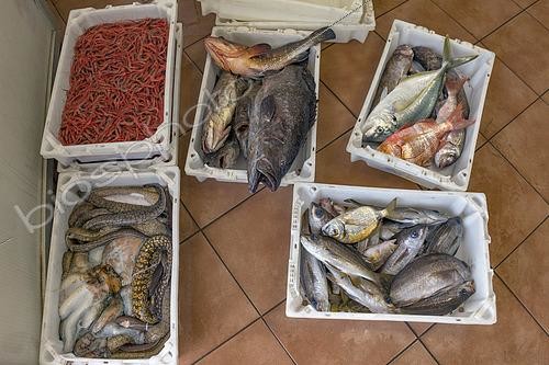 Biosphoto | 2609490 | Weighing fish (groupers, moray eels, blacktail comber, etc.), octopus, and shrimp just arrived at port. Nuestra Señora de la Consolación Fishermen's Guild, Punta de Hidalgo, La Laguna Municipality, northern Tenerife, Canary Islands. | &copy; Sergio Hanquet / Biosphoto