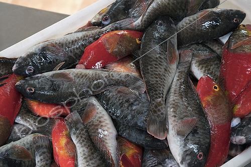 Biosphoto | 2609470 | Weighing freshly caught fish (parrotfish, Sparisoma cretense). Nuestra Señora del Carmen Fishermen's Guild, El Pris, Municipality of Tacoronte, north of Tenerife, Canary Islands. | &copy; Sergio Hanquet / Biosphoto
