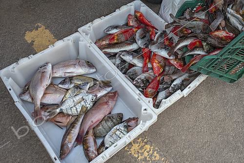 Biosphoto | 2609469 | Weighing of freshly caught fish (parrotfish, sea bream, blacktail comber, pink dentex, etc.). Nuestra Señora del Carmen Fishermen's Guild, El Pris, Municipality of Tacoronte, north of Tenerife, Canary Islands. | &copy; Sergio Hanquet / Biosphoto