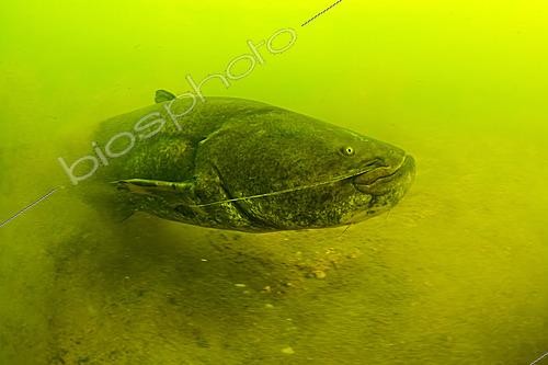 Biosphoto | 2628036 | Wels catfish (Silurus glanis) in the Cher river, city of Noyers-sur-Cher, France | &copy; Bruno Guénard / Biosphoto