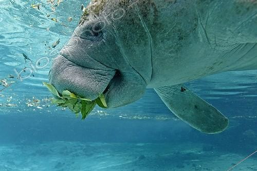 Biosphoto | 1095652 | West Indian Manatee eating leaves in Crystal River USA | &copy; Sylvain Cordier / Biosphoto