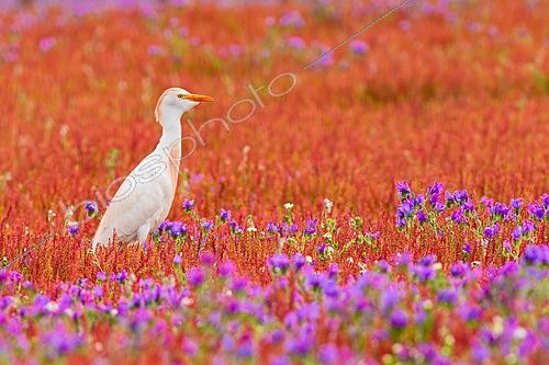 Biosphoto | 2627787 | Western Cattle-Egret (Ardea ibis) standing among a dense carpet of colourful wildflowers, Medina-Sidonia, Cádiz, Spain | &copy; Pablo Barrena / Biosphoto
