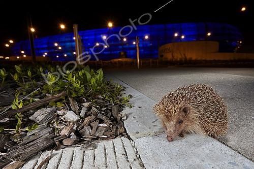 Biosphoto | 2091069 | Western european hedgehog (Erinaceus europaeus) on an alley at night, France | &copy; Frank Deschandol & Philippe Sabine / Biosphoto