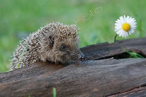Biosphoto | 739238 | Western European Hedgehog sniffing near a Lawndaisy | &copy; Pascal Pittorino / Biosphoto