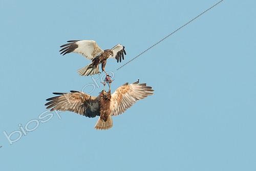 Biosphoto | 2413029 | Western Marsh Harrier (Circus aeruginosus) pair transfers food in flight, Schleswig-Holstein, Germany | &copy; Matthias Schulte / BIA / Biosphoto