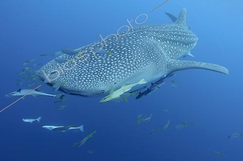 Biosphoto | 1921924 | Whaleshark and remoras - West Papua | &copy; Mike Veitch / Biosphoto