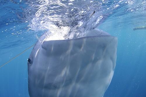 Biosphoto | 1921920 | Whaleshark gulps down water - West Papua | &copy; Mike Veitch / Biosphoto