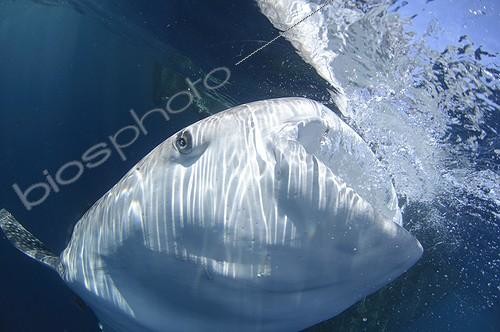 Biosphoto | 1921921 | Whaleshark gulps down water - West Papua | &copy; Mike Veitch / Biosphoto
