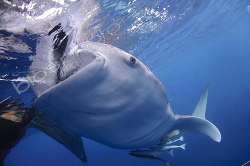 Biosphoto | 1921942 | Whaleshark gulps down water - West Papua | &copy; Mike Veitch / Biosphoto