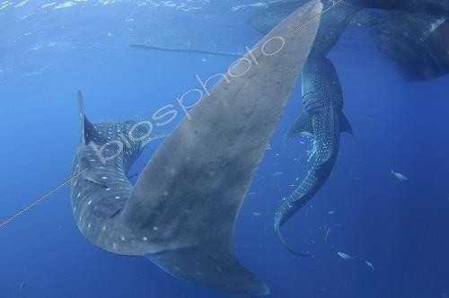 Biosphoto | 1921932 | Whaleshark sucks on the net of a bagan fishing boat - Papua ; below a bagan fishing boat | &copy; Mike Veitch / Biosphoto