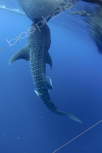 Biosphoto | 1921934 | Whaleshark sucks on the net of a bagan fishing boat - Papua ; below a bagan fishing boat | &copy; Mike Veitch / Biosphoto