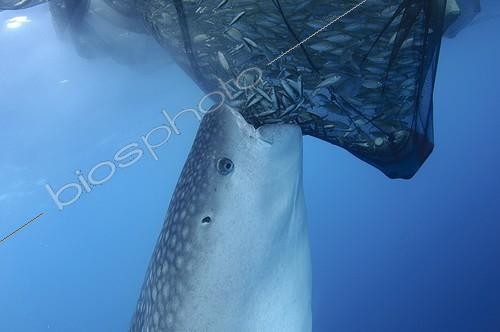 Biosphoto | 1921935 | Whaleshark sucks on the net of a bagan fishing boat - Papua ; below a bagan fishing boat | &copy; Mike Veitch / Biosphoto