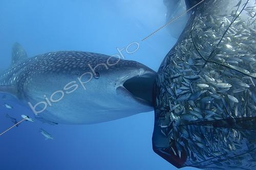 Biosphoto | 1921937 | Whaleshark sucks on the net of a bagan fishing boat - Papua ; below a bagan fishing boat | &copy; Mike Veitch / Biosphoto