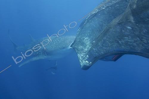 Biosphoto | 1921938 | Whaleshark sucks on the net of a bagan fishing boat - Papua ; below a bagan fishing boat | &copy; Mike Veitch / Biosphoto