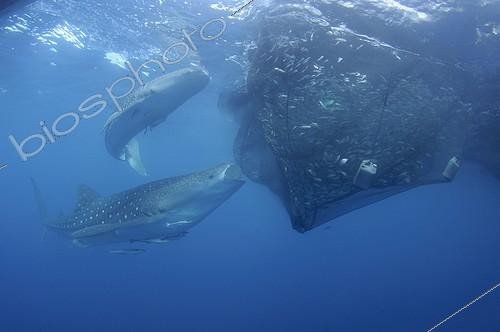 Biosphoto | 1921939 | Whaleshark sucks on the net of a bagan fishing boat - Papua ; below a bagan fishing boat | &copy; Mike Veitch / Biosphoto