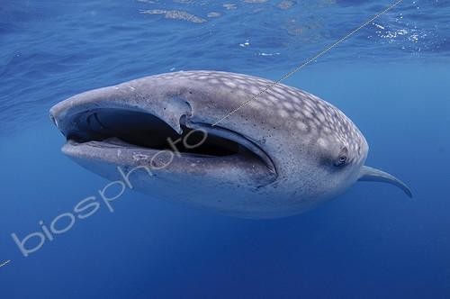 Biosphoto | 1921922 | Whaleshark  swimming below a bagan fishing boat - West Papua ; below a bagan fishing boat,  | &copy; Mike Veitch / Biosphoto
