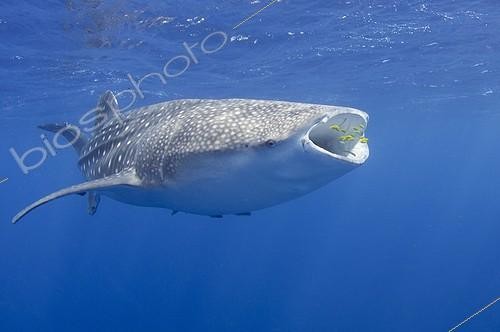 Biosphoto | 1921923 | Whaleshark  swimming below a bagan fishing boat - West Papua ; below a bagan fishing boat,  | &copy; Mike Veitch / Biosphoto