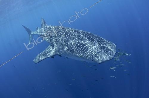 Biosphoto | 1921925 | Whaleshark swimming below a bagan fishing boat  - West Papua | &copy; Mike Veitch / Biosphoto