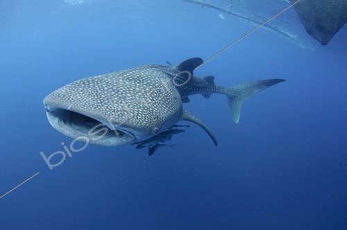 Biosphoto | 1921927 | Whaleshark swims below a bagan fishing boat - West Papua | &copy; Mike Veitch / Biosphoto