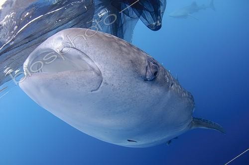 Biosphoto | 1921928 | Whaleshark swims below a bagan fishing boat - West Papua | &copy; Mike Veitch / Biosphoto