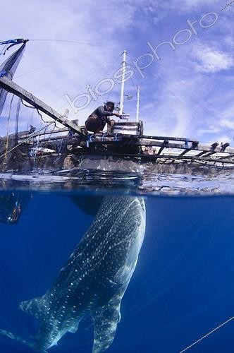 Biosphoto | 1921929 | Whaleshark swims below a bagan fishing boat - West Papua | &copy; Mike Veitch / Biosphoto