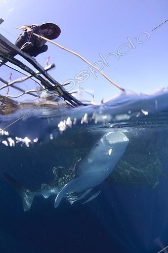 Biosphoto | 1921930 | Whaleshark swims below a bagan fishing boat - West Papua ; Fishermen feed and watch a whaleshark | &copy; Mike Veitch / Biosphoto