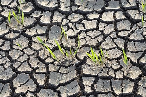 Biosphoto | 2576637 | Wheat plants in cracked clay soil, France | &copy; Claudius Thiriet / Biosphoto