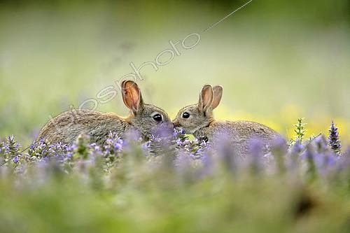 Biosphoto | 423493 | Wheedle between european rabbits next to its burrow France ; Location: Forêt de la Perte. | &copy; Rémy Courseaux / Biosphoto