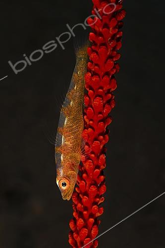 Biosphoto | 2622009 | Whip Coral Goby (Bryaninops yongei), dive site Batu Niti, Bali, Indonesia. | &copy; Jean Cassou / Biosphoto