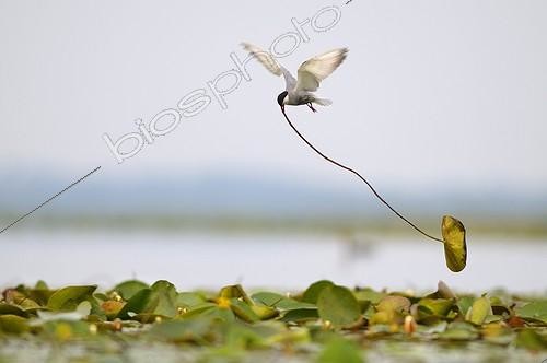 Biosphoto | 998587 | Whiskered Tern building its nest Grand Lieu Lake France | &copy; Guy Piton / Biosphoto