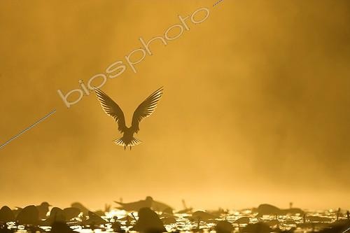 Biosphoto | 621326 | Whiskered tern flying over a pond at sunrise France ; Over the colony  | &copy; Christophe Perelle / Biosphoto