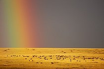Biosphoto | 629274 | White-bearded Wildbeast and rainbow Masaï Mara Kenya | &copy; Michel & Christine Denis-Huot / Biosphoto
