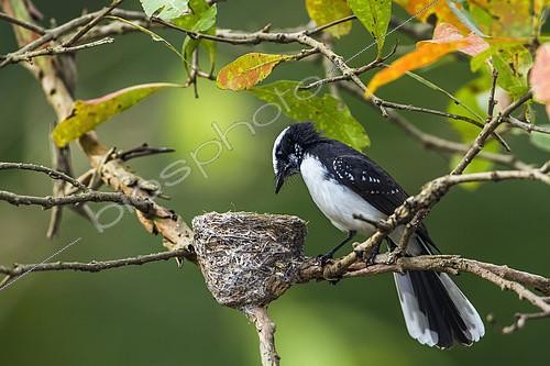 Biosphoto | 2103190 | White-browed fantail flycatcher (Rhipidura aureola) feeding chick at nest, Uda walawe national park, Sri Lanka | &copy; Patrice Correia / Biosphoto