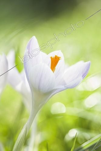 Biosphoto | 1290719 | White crocus flower on a lawn in the spring France  | &copy; Frédérique Bidault / Biosphoto