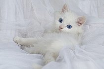 Biosphoto | 2554233 | White European kitten lying on white background | &copy; Guy Van Langenhove / Biosphoto