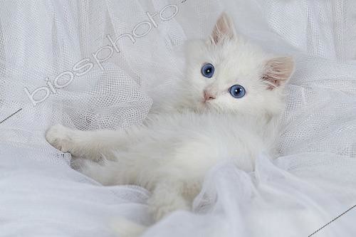 Biosphoto | 2554233 | White European kitten lying on white background | &copy; Guy Van Langenhove / Biosphoto