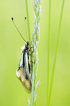 Biosphoto | 2619733 | White form of Btterfly-lion (Libelloides coccajus) resting in a meadow on a spring evening, Drôme, France. | &copy; Monique Morin / Biosphoto