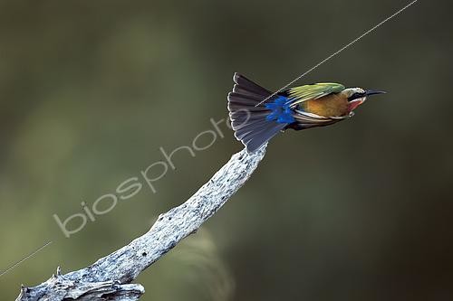 Biosphoto | 2620298 | White fronted Bee eater (Merops bullockoides) taking off side view in Greater Kruger National park, South Africa | &copy; Patrice Correia / Biosphoto