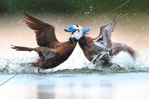 Biosphoto | 2438470 | White headed duck (Oxyura leucocephala) male fighting in spring, Ciudad Real, Daimiel, Spain | &copy; David Jerez / Biosphoto