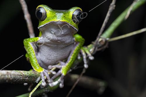 Biosphoto | 2564712 | White-lined leaf frog (Phyllomedusa vaillantii) monkey frog at night near a forest pond, Belizon, French Guiana | &copy; Vincent Premel / Biosphoto