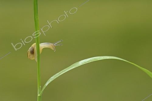 Biosphoto | 1308005 | White-lip Gardensnail balancing on a blade of grass France | &copy; Robin Monchâtre / Biosphoto