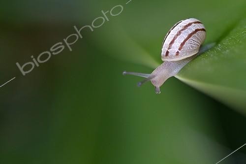 Biosphoto | 894741 | White-lip Gardensnail moving along a leaf Yucca  | &copy; Pascal Pittorino / Biosphoto