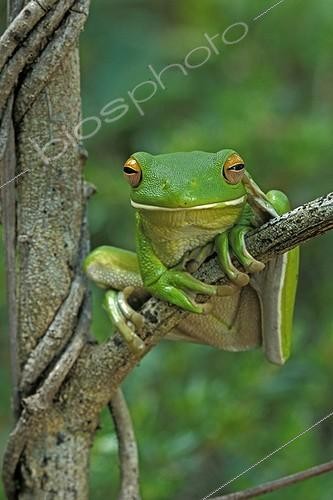 Biosphoto | 87699 | White-lipped tree frog Cape york Queensland Australia | &copy; Alain Mafart-Renodier / Biosphoto