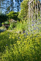 Biosphoto | 2084083 | White Mustard used as green manure in a kitchen garden, Provence, France | &copy; Philippe Giraud / Biosgarden / Biosphoto