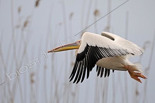 Biosphoto | 1136989 | White pelican in flight before a reed bed of the Danube Delta | &copy; Dominique Delfino / Biosphoto
